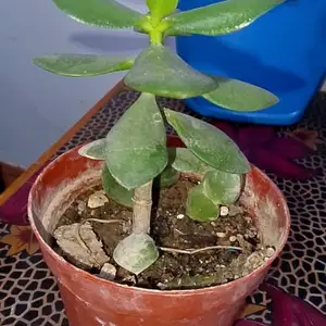 Денежное дерево, Душанбе