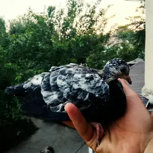 Чучаи кафтар соч, Душанбе