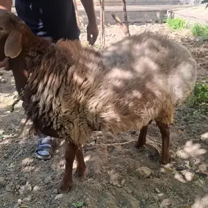 Гусфанд, Худжанд