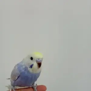 Попугай, Душанбе