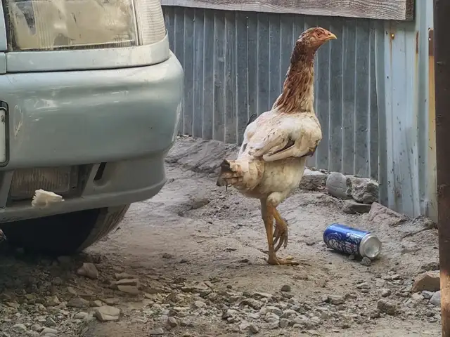 Дакан, Душанбе