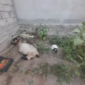 Буз, Душанбе