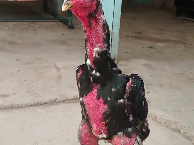Дакан, Шаҳринав