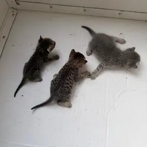 Котята даром, Душанбе