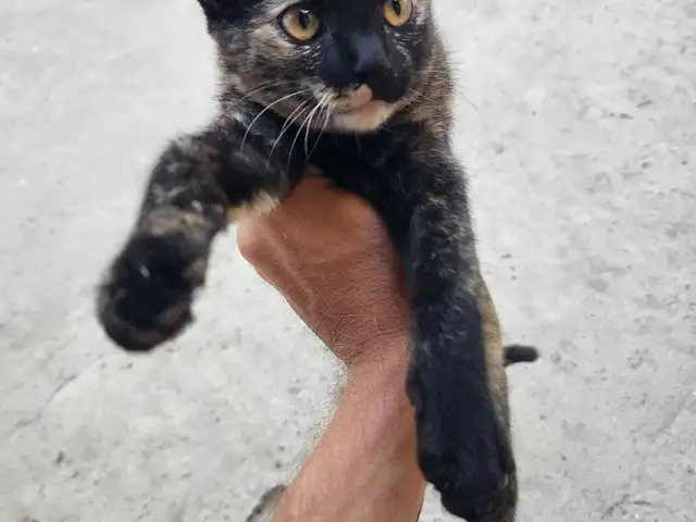 Кошка, Конибодом