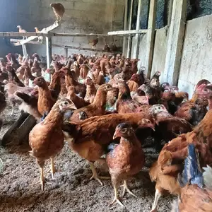Чучаи ломан браун, Хуҷанд