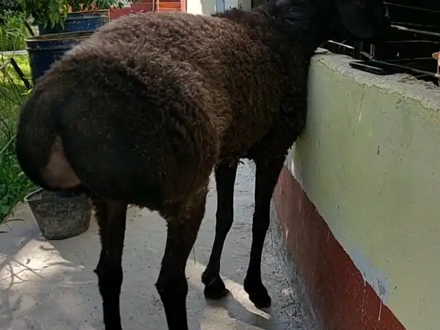 Кучкор, Худжанд