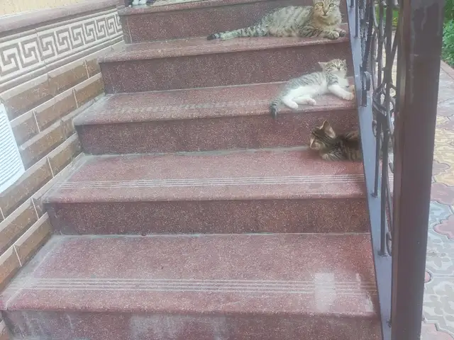 Котята, Душанбе - 2