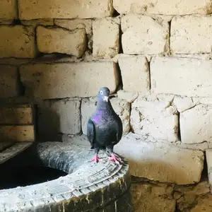 Кафтар, Бохтар (Курган-Тюбе)