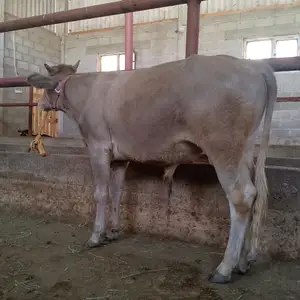 Бука, Вахдат
