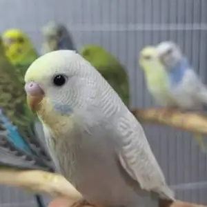 Попугай, Душанбе