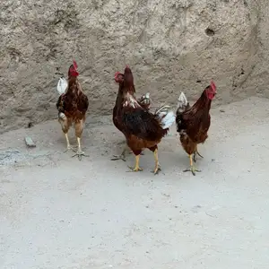 Хурузои германски, Душанбе