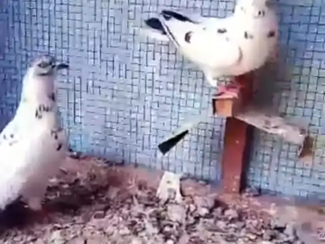 Кафтар, Душанбе