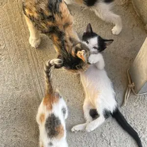 Котята даром, Худжанд