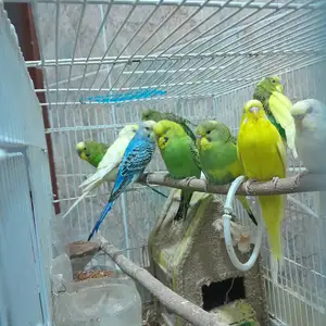 Попугай, Душанбе