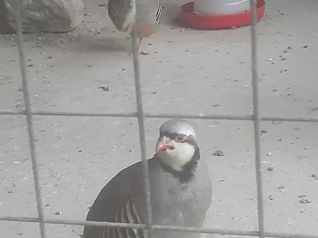 Кабк, Вахш
