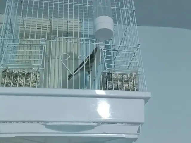 Щегол, Турсунзаде