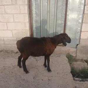 Барра, Яван