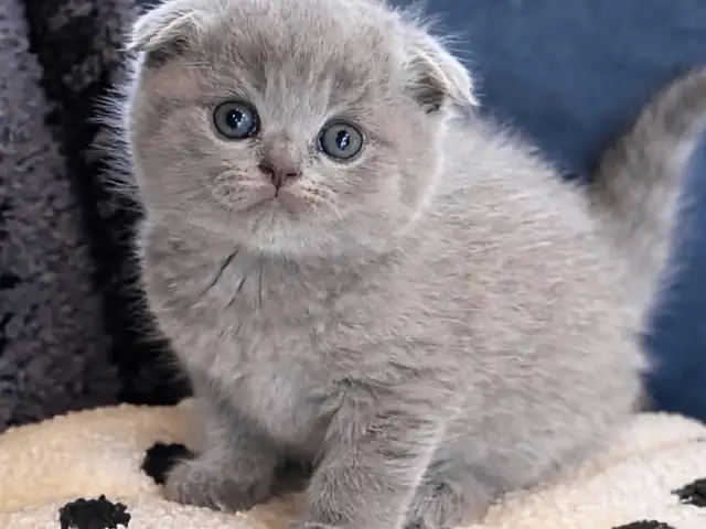 Кошки, Душанбе