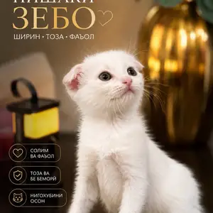 Шотландская вислоуха, Душанбе
