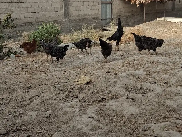 Мургҳо, Душанбе