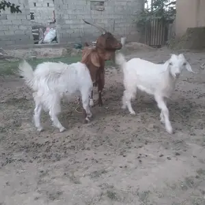 Бузи дугоник зой, Ваҳдат