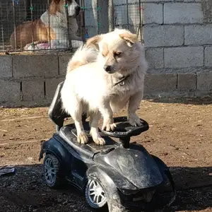 Щенок, Душанбе