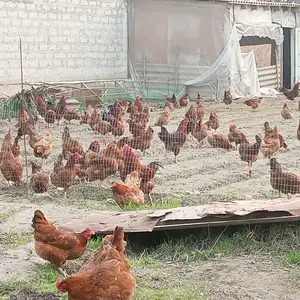 Тухми ломан браун корейский, Бохтар (Курган-Тюбе)