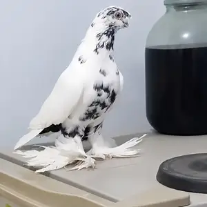Кафтар, Турсунзода