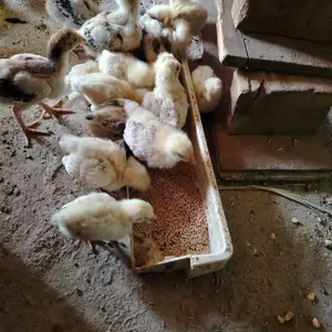 Чучаи рябушка, Турсунзаде