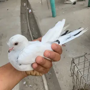 Кафтар, Душанбе