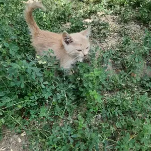 Котенок, Душанбе