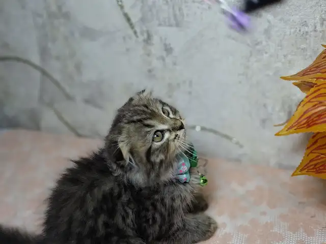 Шотландский вислоухий котёнок, Хуҷанд