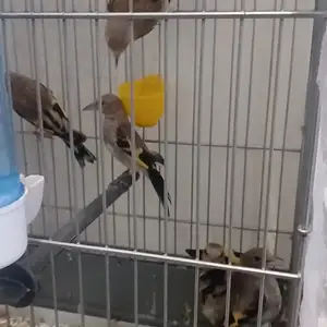 Саъбача/щегол, Душанбе