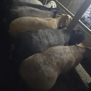 Гусфанд, Худжанд