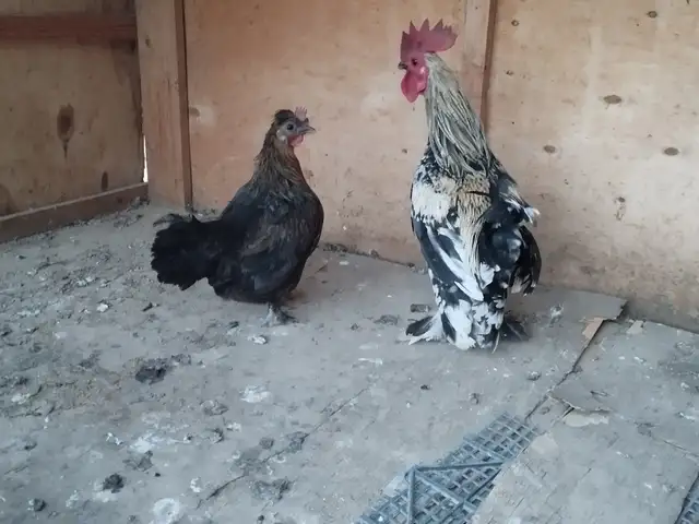 Мурги японча, Душанбе