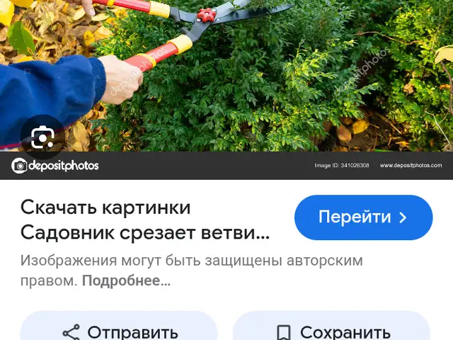 Услуги по обрезке и стрижке лигуструм, Душанбе