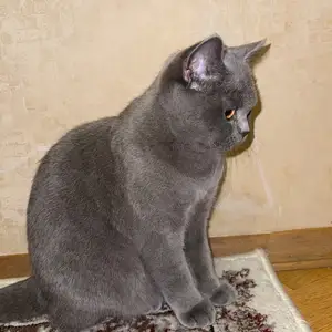 Британская кошка, Канибадам