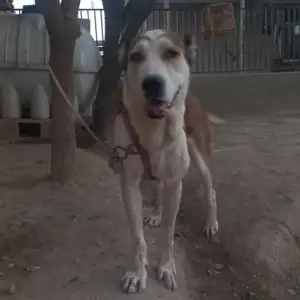 Алабай, Душанбе