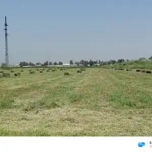 Чуворимаккаи алафи, Абдурахмони Джоми