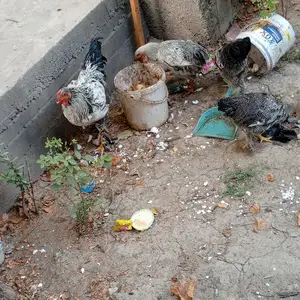 Мурғҳои хонаги брама, Душанбе