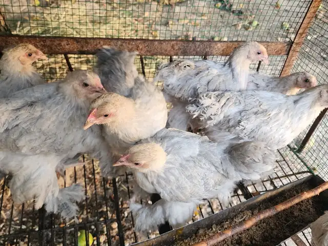 Чучаи брама изабелла, Душанбе
