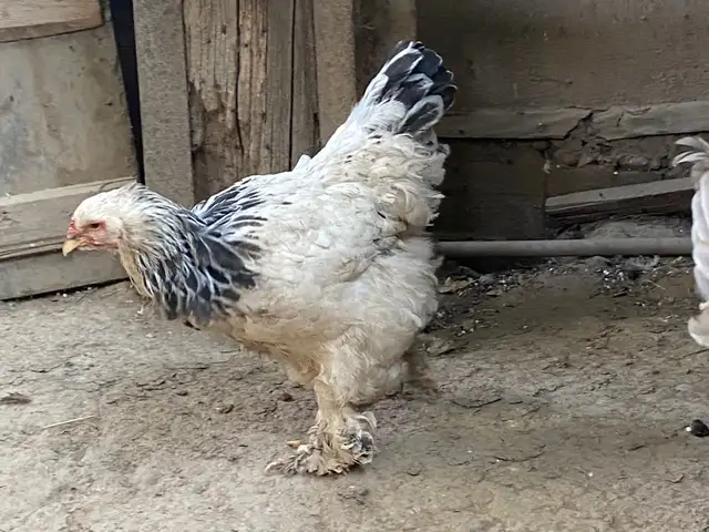 Мурги Брама, Душанбе