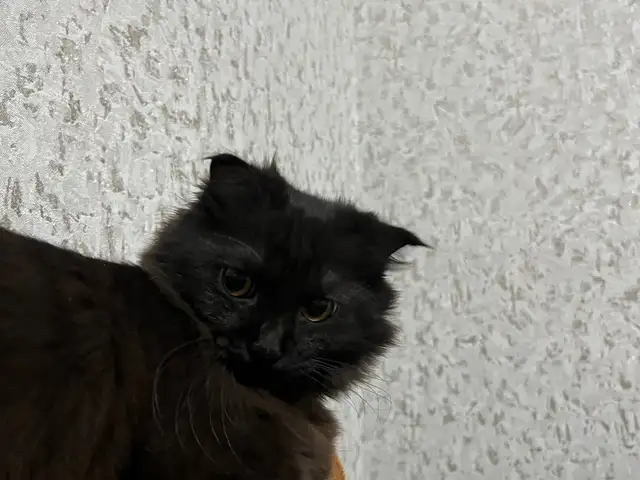 Кошка, Душанбе