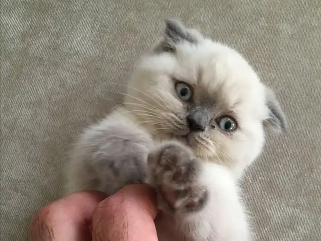 Шотландская вислоухая кошка, Душанбе