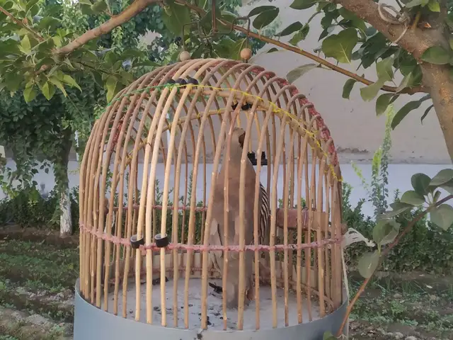 Кабки нар, Хуҷанд
