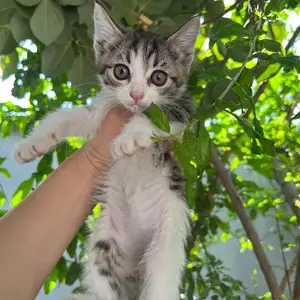 Котята даром, Душанбе