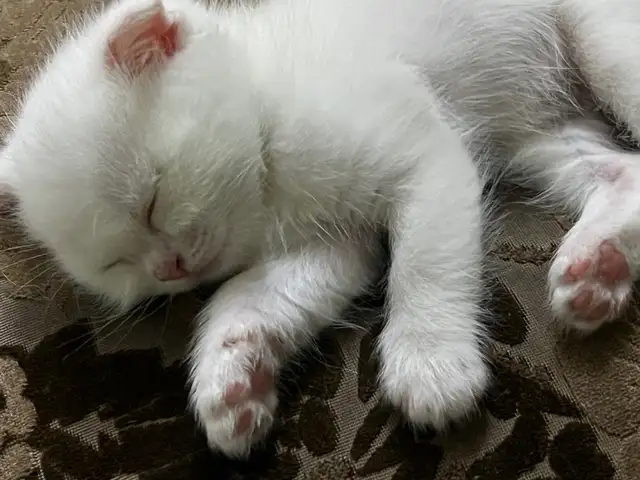 Шотландский вислоухий котенок, Душанбе - 3