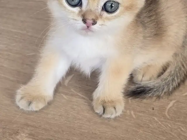 Шотлaндcкие золотые котята, Душанбе - 2