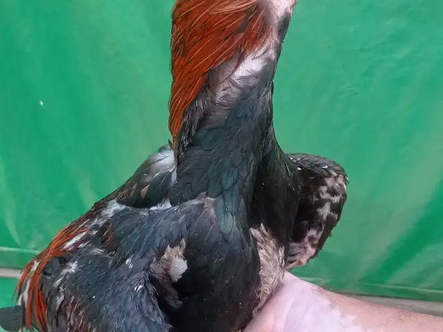 Тухми дакан О шамо Ветнам, Рӯдакӣ